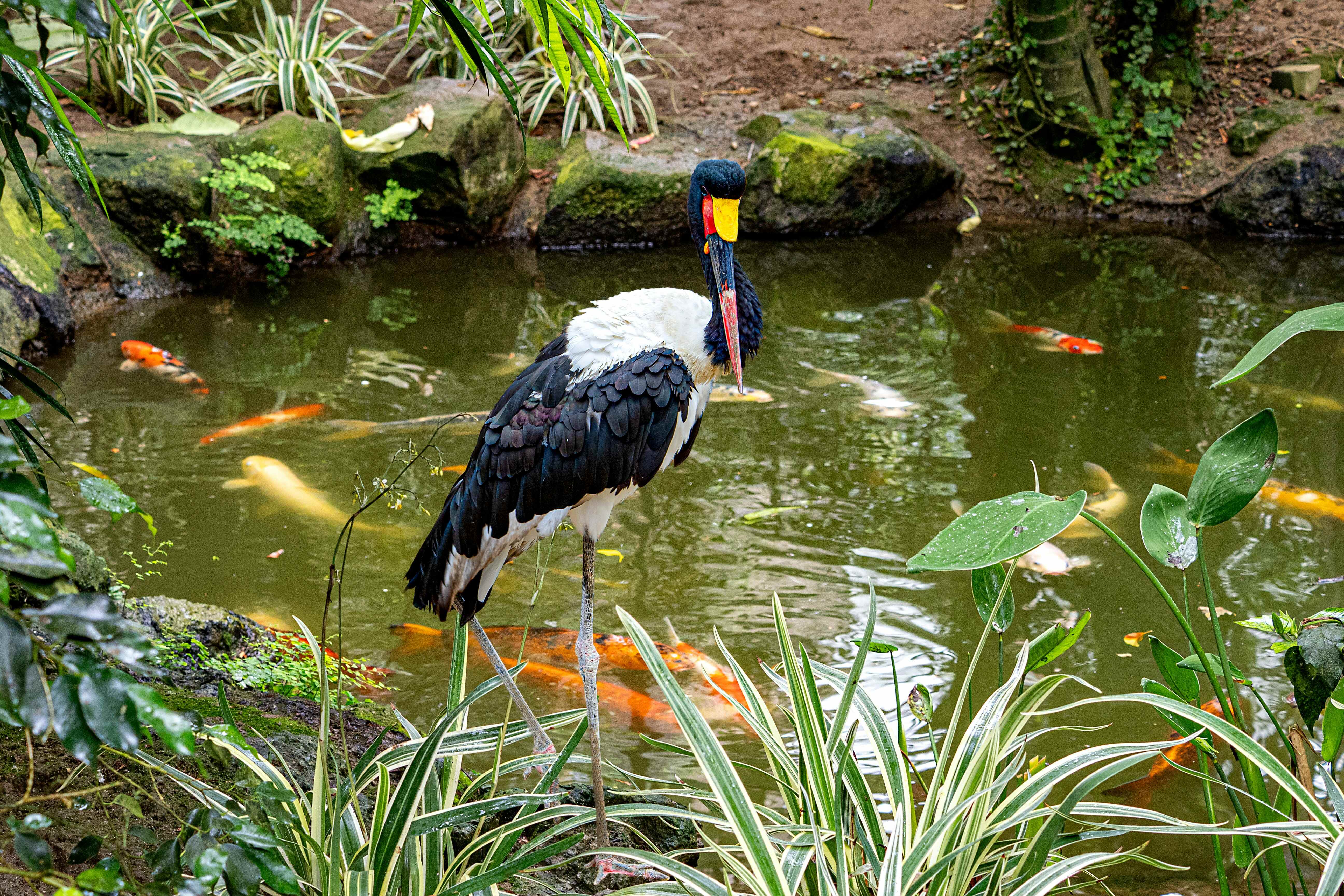 Africano Park Safari Adventure & Alexandria Tour